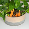 Cute set of orange cat plant stakes stretching and playing inside a houseplant