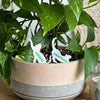Cat Plant Stake Custom Set | Houseplant Cat Parent Gift