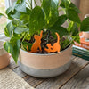 Cat Plant Stake Set | Houseplant Cat Parent Gift
