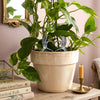 Potted plant with skeleton heart hand plant stake on a table with books and a candle in the background