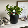 Potted plant with a skull and roses plant stake on a shelf next to checkered shoes and a skeleton painting.