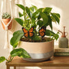 Custom Colorful Butterfly Plant Stake Set of 2 for Houseplants