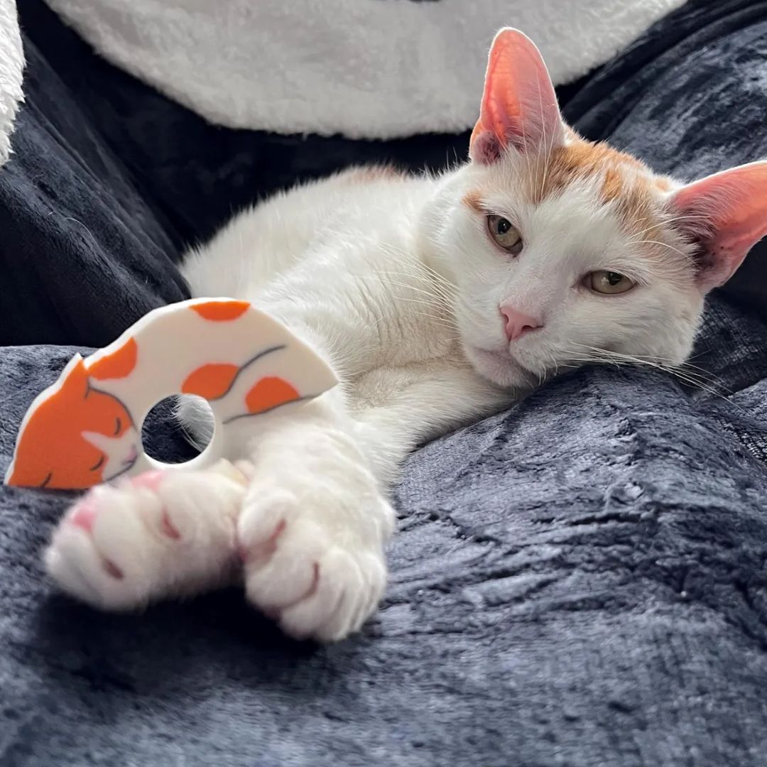 A custom cat page holder with the cat that inspired the design, a white and orange spotted cat