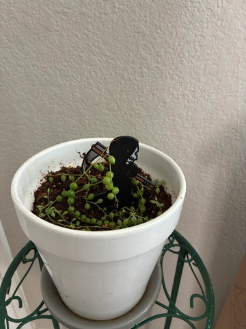 Grim Reaper Plant Stakes | Goth Plant Decor customer review photo
