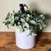 Cute little grim reaper plant decor in a houseplant